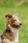 Picture of Australian Shepherd Dog portrait, working type