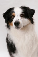 Picture of Australian Shepherd dog portrait, American Champion