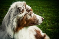 Picture of australian shepherd dog profile
