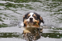 Picture of Australian Shepherd dog retrieving stick