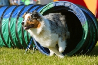 Picture of Australian Shepherd dog running through tunnel