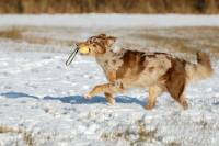 Picture of Australian Shepherd dog running with toy