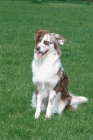 Picture of australian shepherd dog, sitting on grass