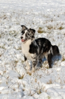 Picture of Australian Shepherd Dog standing in snow