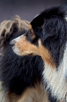 Picture of Australian Shepherd dog, turned