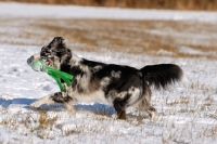 Picture of Australian Shepherd Dog with ball on cord