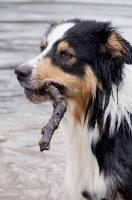 Picture of Australian Shepherd Dog with stick retrieved from water