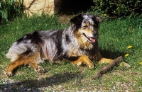 Picture of australian shepherd dog with stick