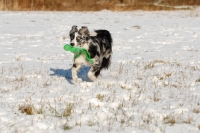 Picture of Australian Shepherd Dog with toy