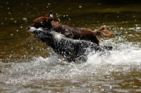Picture of Australian Shepherd dogs  playing in water