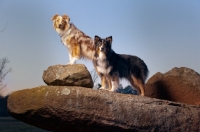 Picture of Australian Shepherd Dogs on rock
