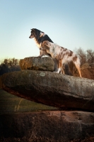 Picture of Australian Shepherd Dogs on rock