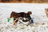 Picture of Australian Shepherd Dogs playing