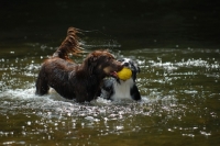 Picture of Australian shepherd dogs retrieving