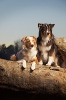 Picture of Australian Shepherd Dogs
