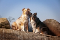 Picture of Australian Shepherd Dogs