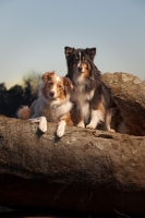 Picture of Australian Shepherd Dogs