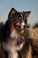 Picture of Australian Shepherd Dog