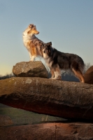 Picture of Australian Shepherd Dog