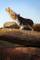 Picture of Australian Shepherd Dog