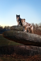 Picture of Australian Shepherd Dog