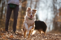 Picture of Australian Shepherd Dog