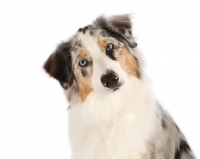 Picture of Australian Shepherd Dog