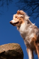 Picture of Australian Shepherd Dog