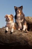 Picture of Australian Shepherd Dog