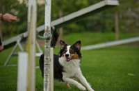 Picture of australian shepherd during agility training