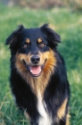 Picture of australian shepherd front view