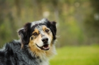 Picture of Australian Shepherd head study