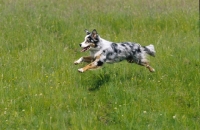 Picture of australian shepherd in flying galipp