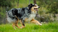 Picture of Australian Shepherd in motion