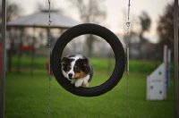Picture of australian shepherd jumping in the tire during agility training