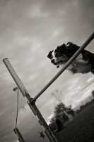 Picture of australian shepherd jumping over an obstacle in an agility course