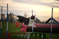 Picture of australian shepherd jumping over hurdle, all legs in air, sunset in the background