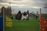 Picture of australian shepherd jumping over hurdle, all legs in air