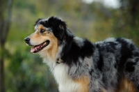 Picture of Australian Shepherd looking ahead