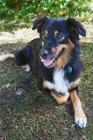 Picture of Australian Shepherd lying down