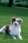 Picture of australian shepherd lying down