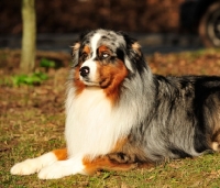 Picture of Australian Shepherd lying down