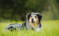 Picture of Australian Shepherd lying down in grass