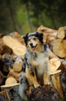 Picture of Australian Shepherd near logs