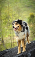 Picture of Australian Shepherd on rock