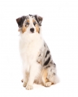 Picture of Australian Shepherd on white background