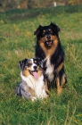 Picture of australian shepherd pair