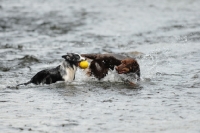 Picture of Australian shepherd playing ball in water