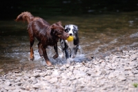 Picture of Australian shepherd playing ball in water
