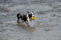 Picture of Australian Shepherd playing ball in river